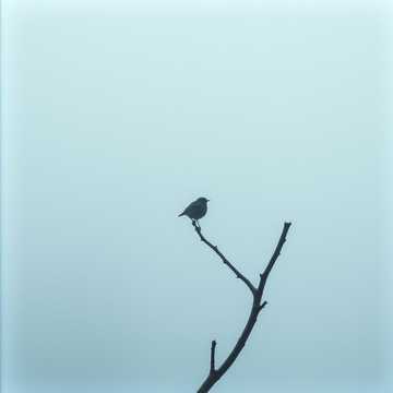 A Bird in the Mist cover