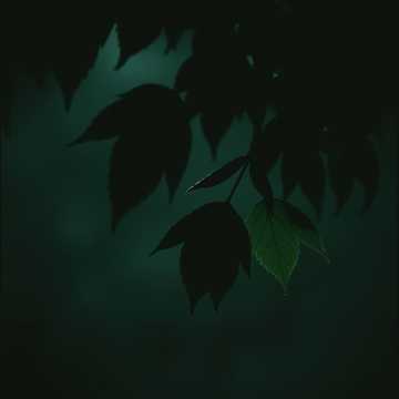 Whispers in the Rain cover